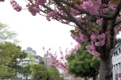 堀川沿いに咲いた八重桜