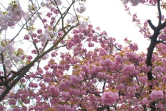 近所の公園に咲いた御室桜