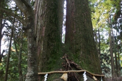 「相生の杉」同じ根から生えた二本の杉