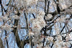 千本釈迦堂のしだれ桜