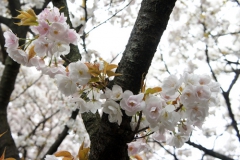 こんなかわいい桜もあります