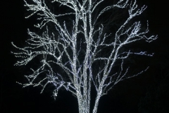 シルバーに輝く木
