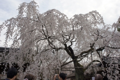 一番人気の枝垂桜