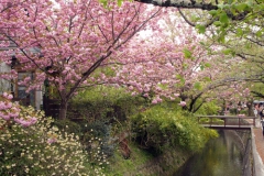 哲学の道にて。遅咲きの桜がきれいでした。