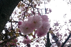 すっごいかわいい八重桜