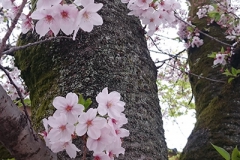 定番の桜