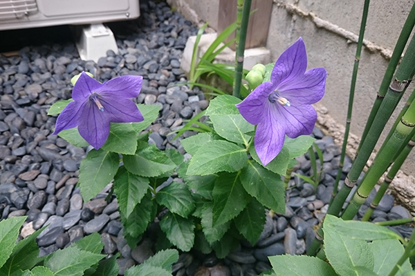 お庭の桔梗 紫月 Shizuki