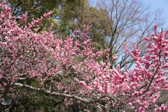 かわいいサーモンピンクの桜