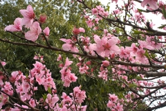 素敵な濃いピンクの桜