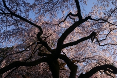 桜の笠の下